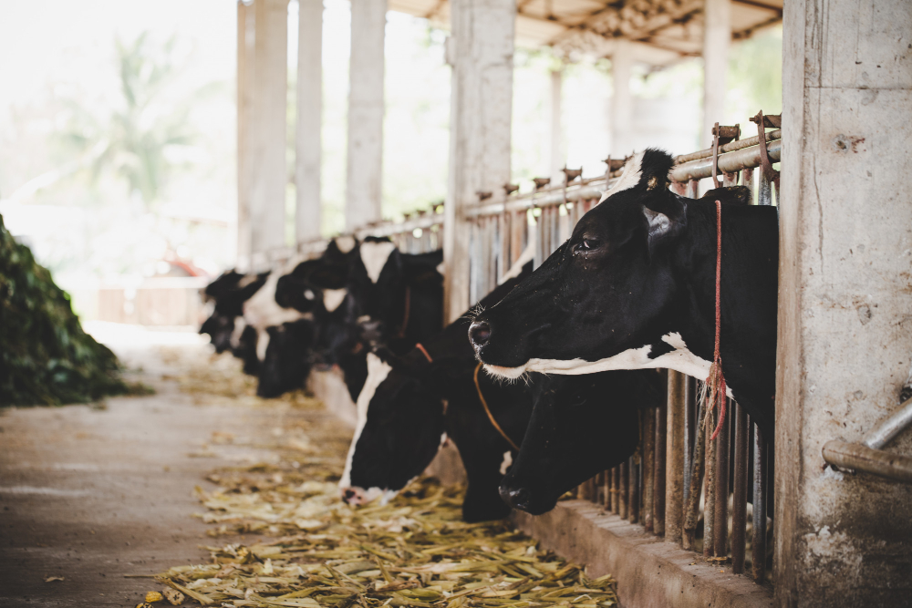 Dairy cows at feeding stalls