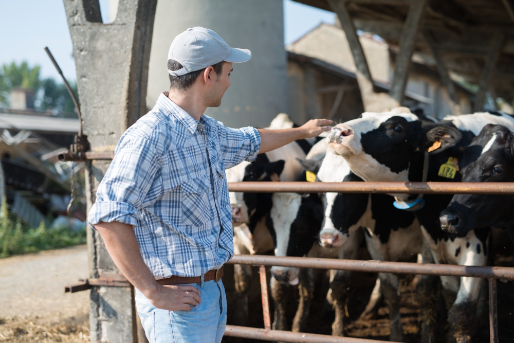 Farmer managing dairy cattle