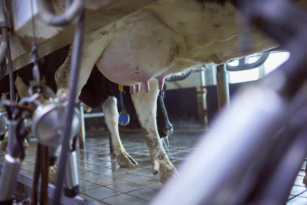 Dairy cow in modern milking parlor